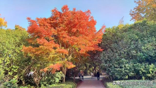 《我与老友兴元漫步森林公园赏枫叶》札记