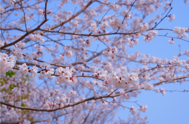 博望樱花大道的第一波樱花，开了！
