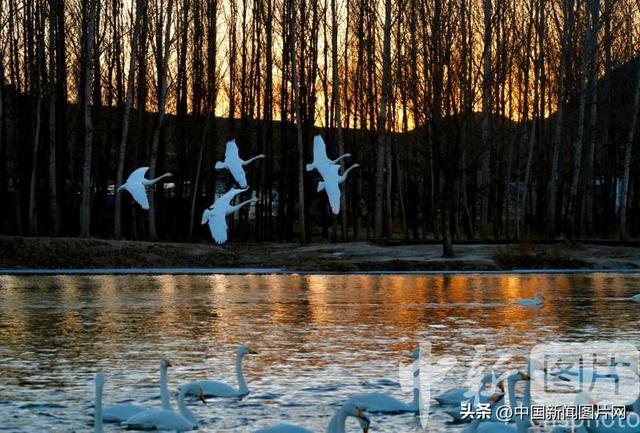 辽宁朝阳：冬季到天鹅湾看天鹅