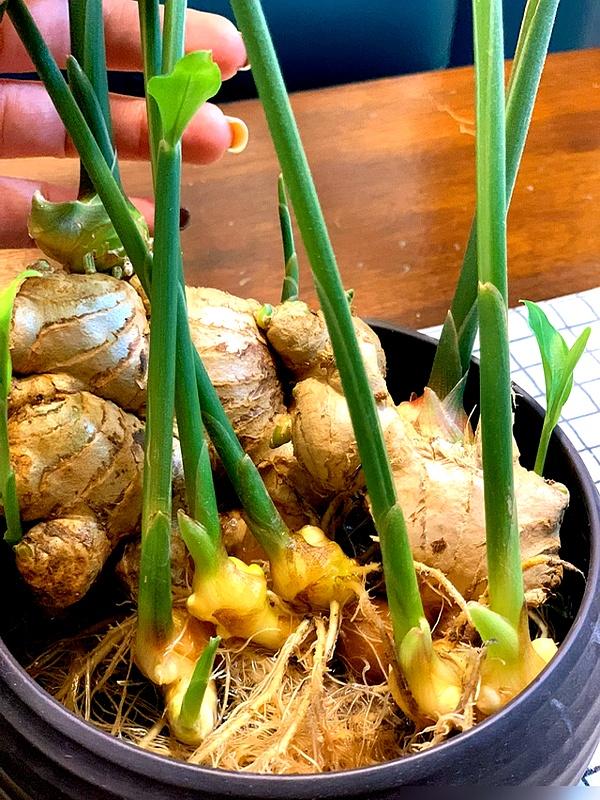 北京一姑娘“把生姜当绿植”养在客厅走红，网友：好美，好高级