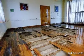 浙江大坝挖出百万只白蚁，生长时间超10年，连钢筋水泥都能啃穿？图片