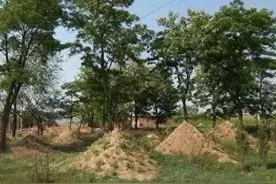 坟头旁边的树木能不能砍掉？四种树木要及时砍断，来看看哪四种树图片