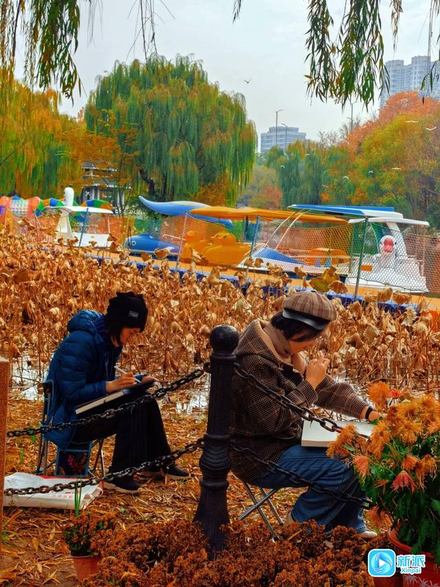 太美了！来潍坊植物园邂逅“落叶纷飞”的金色浪漫