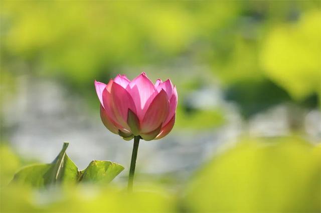 镜瞰秦州·荷韵