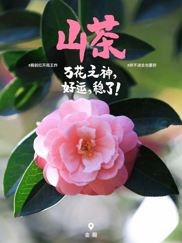 2500万人在昆明盘龙追过的花