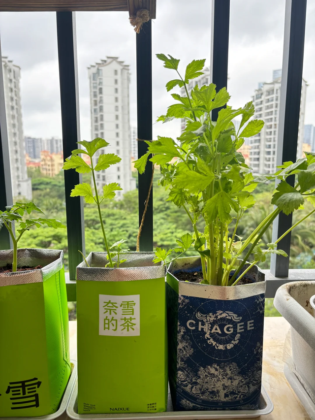 安徽一大哥吐槽“媳妇痴迷阳台种菜”：几十万的房子，种几块的菜