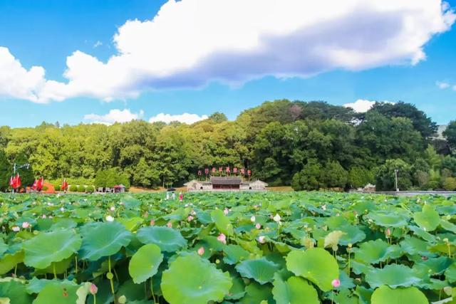 山海避暑“专列”启程！这里藏着夏天最舒服的打开方式→