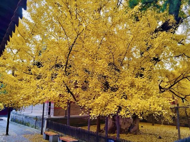 博物FUN | 大觉寺：千年古刹的禅意与新生