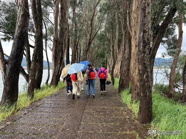 假日徒步，走昆明滇池草海之开合浮桥、雨中打卡新晋网红地，休闲