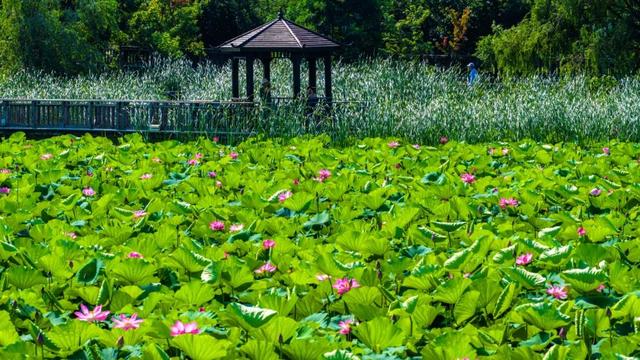 羊亭河公园荷花开了