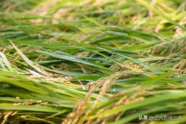 “八月初一雨，新坟遍地起”，今日八月初一，下雨有啥征兆？