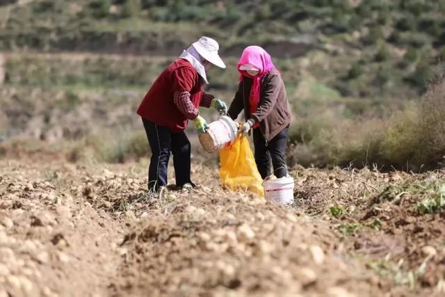 洋芋开花赛牡丹