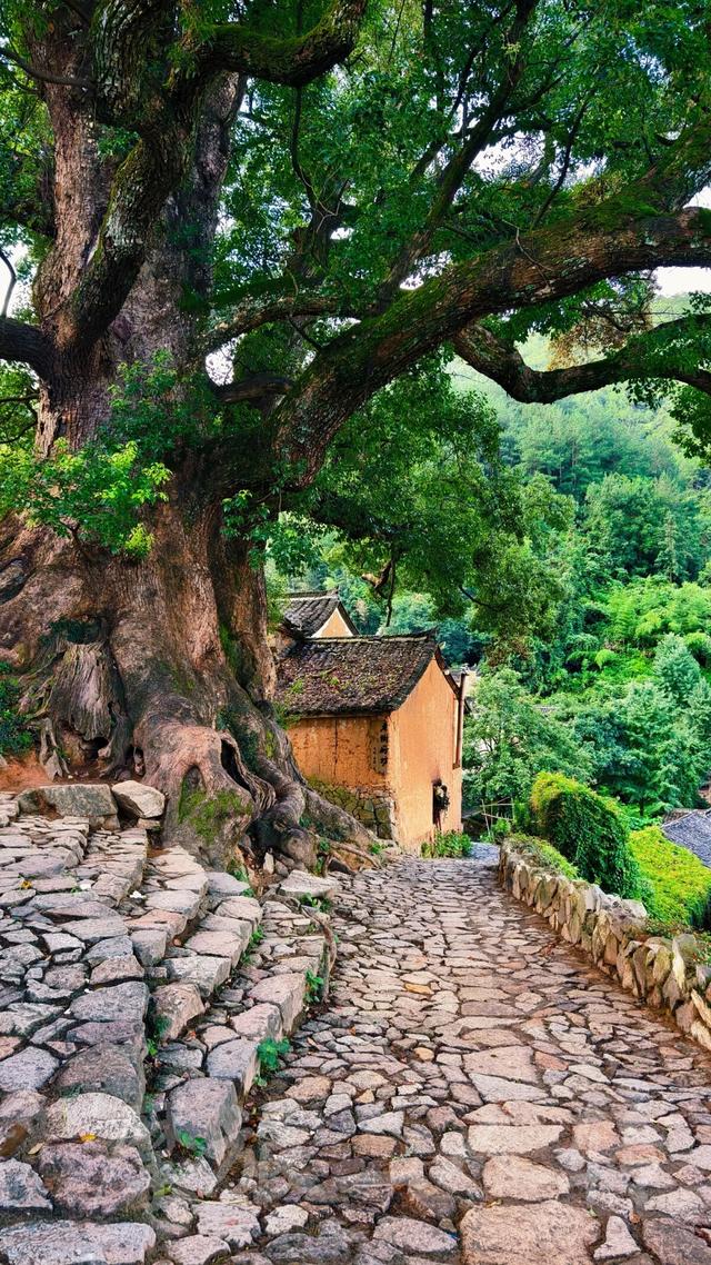 皖浙摩旅二人转——松阳杨家堂篇（下）