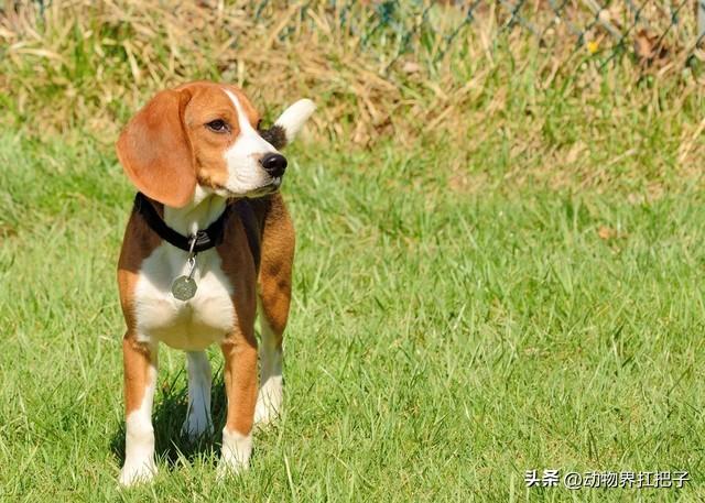 挑战每天认识一种狗——今日猎兔犬