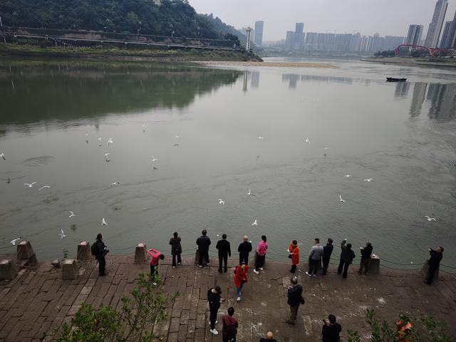 南行漫记：我们就不该来宜宾