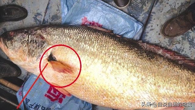 最贵的花胶多少钱一斤 2026年全世界最贵的花胶
