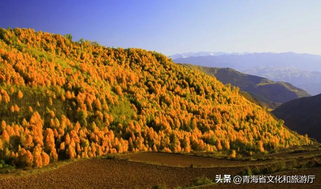 西宁，把秋天藏进了这些地方...