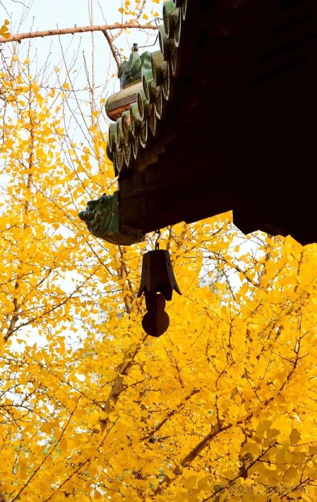 博物馆秋之旅｜本周安排！大觉寺银杏今日实况——