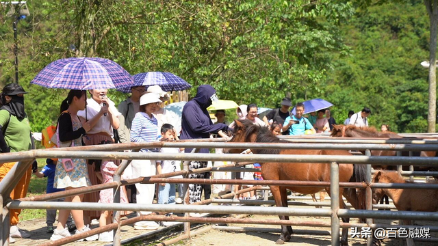 “马”上免单！“姓马、属马”，矮马王国免费玩！