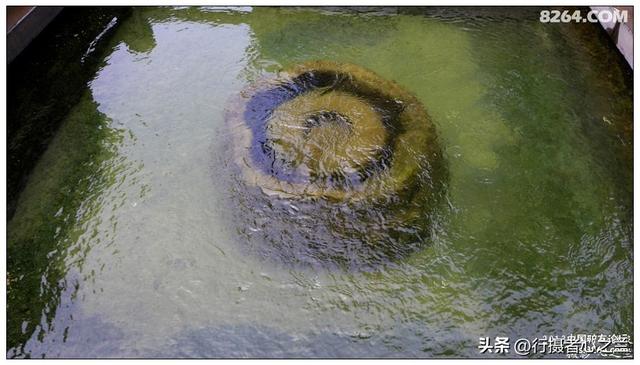 山东行游影记（2）—济南趵突泉（二）