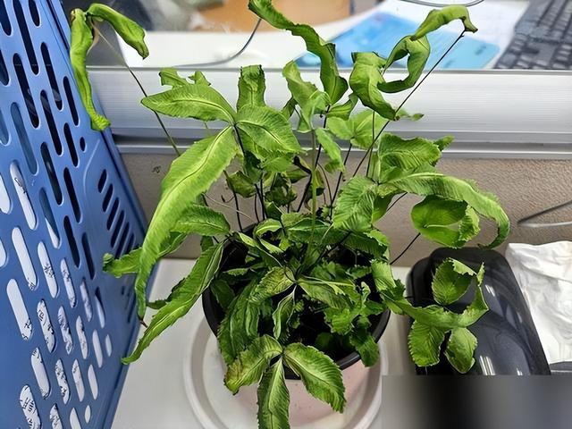 “阴花不能进阳宅”，家里若有这5种花,请赶紧"搬出去"！