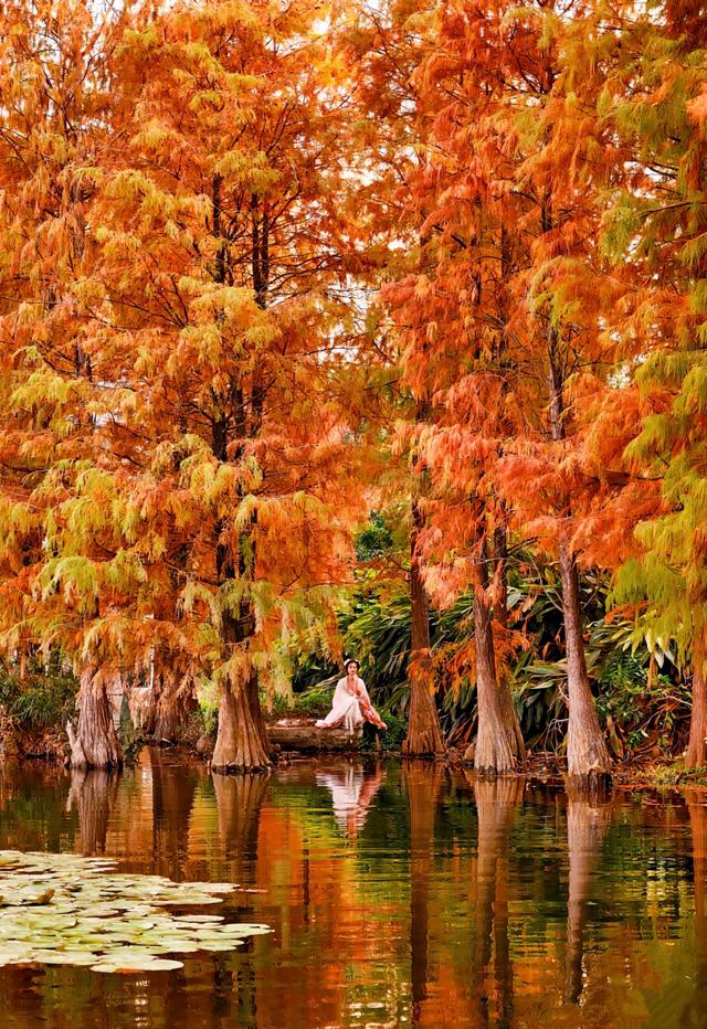 深圳这九个有落羽杉的地方，秋色美如画，接下来一天比一天美