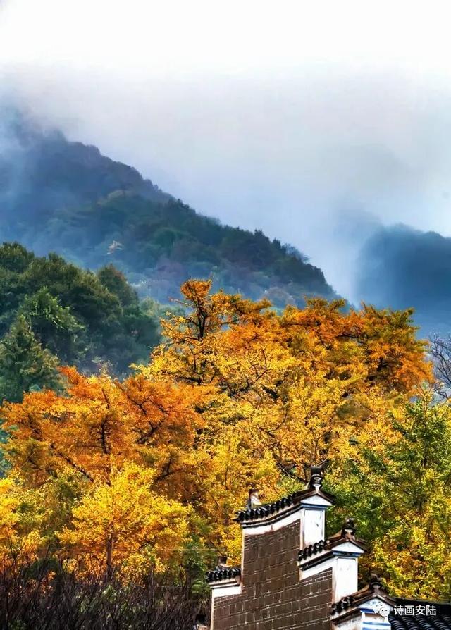 接下来的安陆，含“金”量超标！