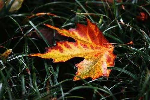 泽普县金胡杨秋叶之美