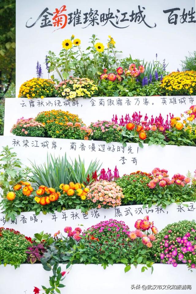 武汉今秋最大花展，限时一个月，免费！