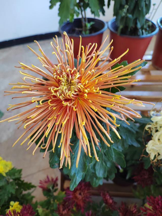 甘州府城菊花飘香