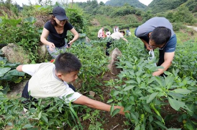 “山村收菜计划”再升级！杭城一批亲子家庭上周末驱车200公里赶到这个海拔600多米的小山村……