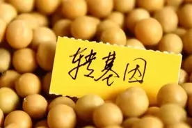 最新！大批转基因粮食通过审定，若白酒用上了转基因，还能喝吗？图片