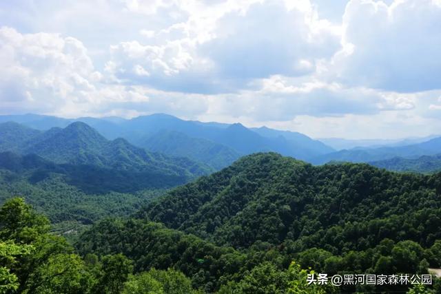 西安“热情”上热搜？么事！黑河国家森林公园让你感受山间清凉一“夏”