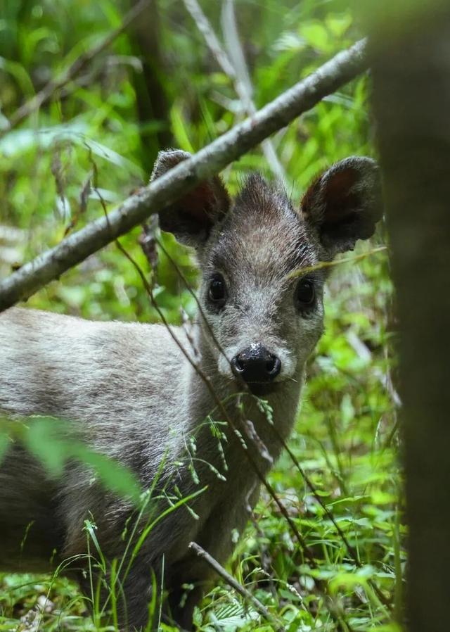 秋假免门票！抓住秋天的尾巴~来龙苍沟秋假赏秋领限定奖牌！