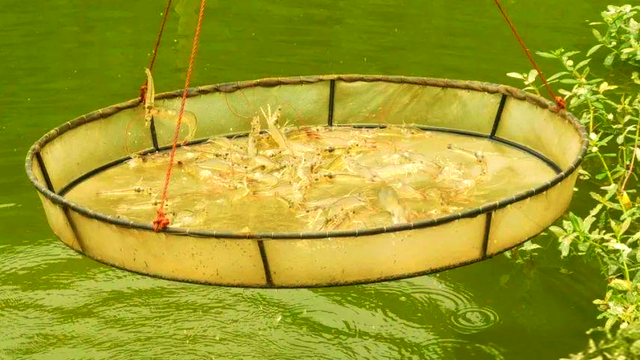 秋季池塘寄生虫如何处理？池塘鱼有寄生虫怎么治？提前知道不吃亏