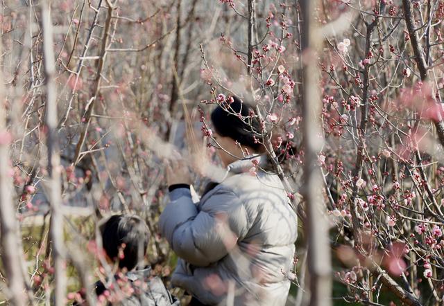 梅花绽放花芬芳