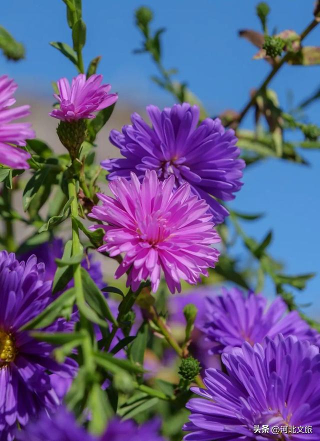 此刻，紫色“花毯”已“铺”好，石家庄市栾城区美成这样……