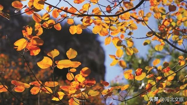 秋日里的诗意狂想曲，等你来赴约！