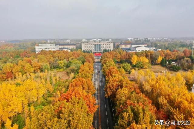 绝美！今天石家庄这个“金色海洋”吸引众人打卡！