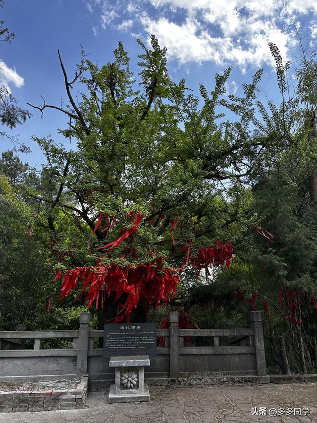 楚雄紫溪山：一棵叫“撑腰”的老树，用六百多年接住了凡人的期待