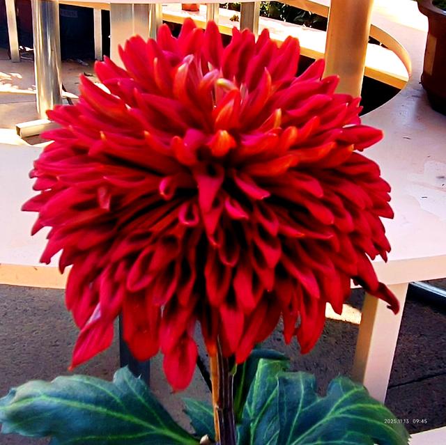 中山公园的菊花