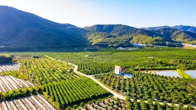夏天甜度超标！肇庆这个地方真的把我拿捏住了！