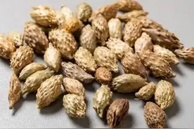 苍耳子加香油，作用真是牛，农村奶奶教我的土方法，真的是太管用图片