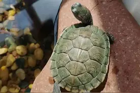 老祖宗留下的养龟口诀，句句都是精华图片