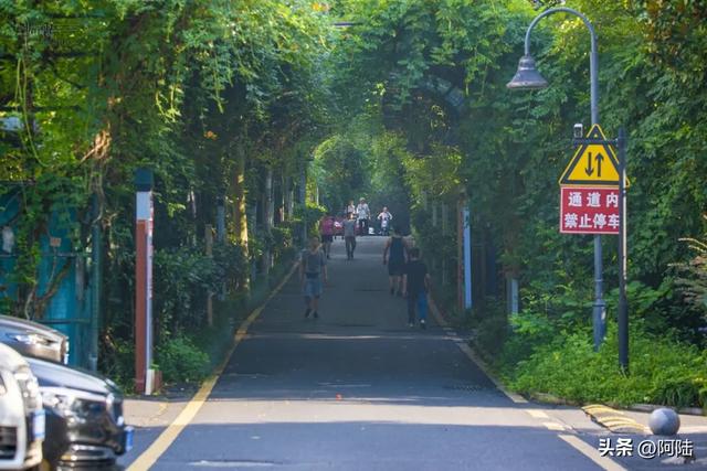 来晚了,杭州最具盛名的“爱情花廊”,今年的浪漫已接近尾声