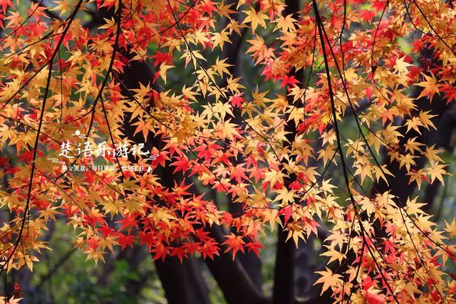 浙江绍兴这片风景真的太美了，五彩枫树犹如天然油画，拍照太出片