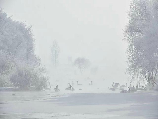 伊宁天鹅泉湿地公园：冬日里的生态诗画