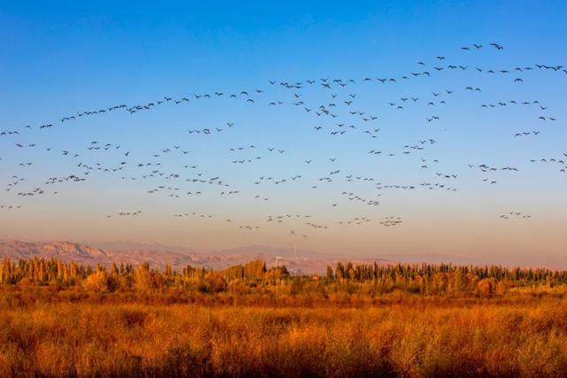 鸿雁带霜来，秋色始斑斓