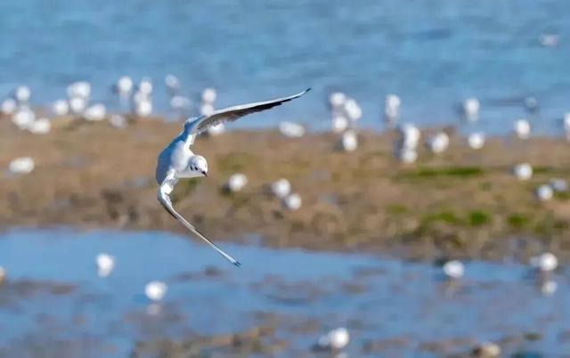 山东变身“候鸟天堂”，点击Get冬日限定浪漫