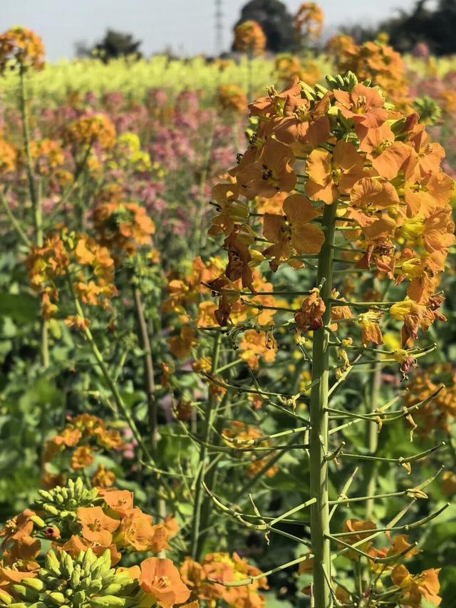 满目金黄香百里，一方春色醉千山：邂逅油菜花里的诗意春天